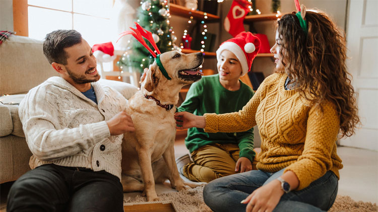 15 DIY Dog Christmas Gifts for Dogs & Dog Lovers