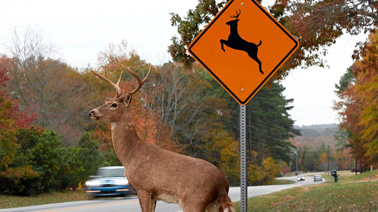 Animal versus car collision deaths spike in fall: 'November