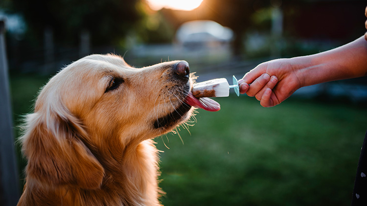 Owner giving her dog a homemade popsicle to help keep her pet hydrated.