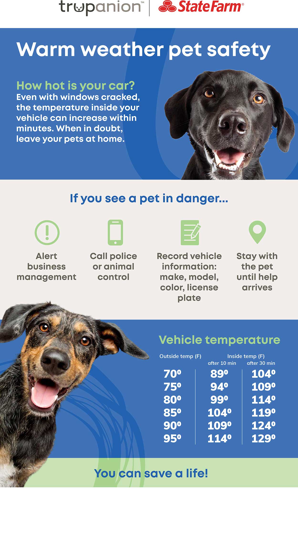 pets in hot cars